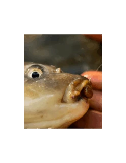 FJUKA BAIT PELLET 2IN1 FATBOY 10MM NATURAL FJUKA BAIT -Vissen Product Winkel fjuka bait pellet 2in1 fatboy 10mm natural fjuka bait 1