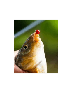 FJUKA BAIT PELLET 2IN1 FATBOY 10MM RED FJUKA BAIT -Vissen Product Winkel fjuka bait pellet 2in1 fatboy 10mm red fjuka bait 3