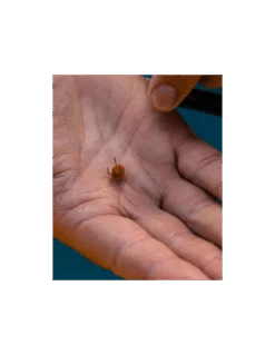 FJUKA BAIT PELLET HOOK & FEED 2IN1 NATURAL FJUKA BAIT -Vissen Product Winkel fjuka bait pellet hook feed 2in1 natural fjuka bait 4